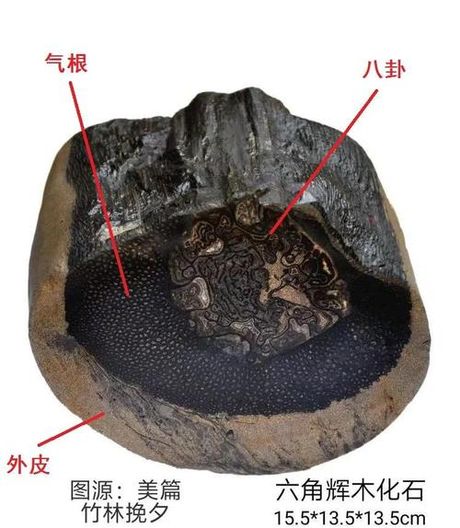 探索木化石：揭开古代生态系统的秘密