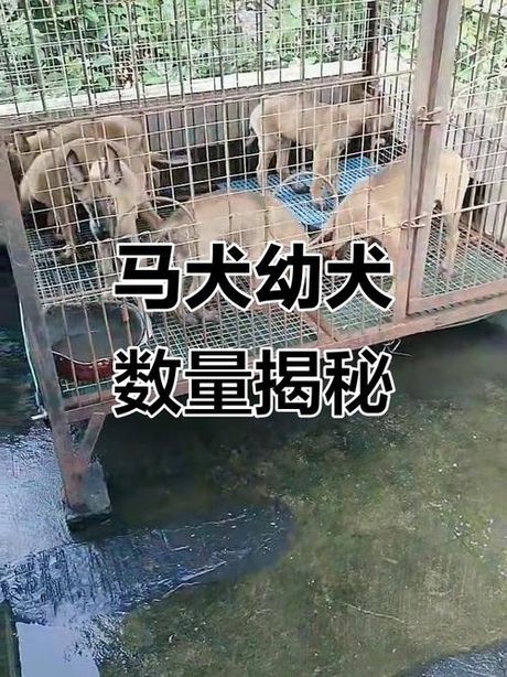 马犬小狗多少钱一只