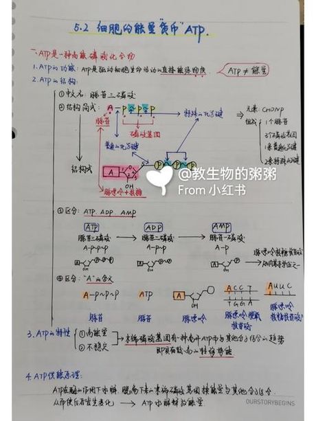 ATP：生命的能量货币