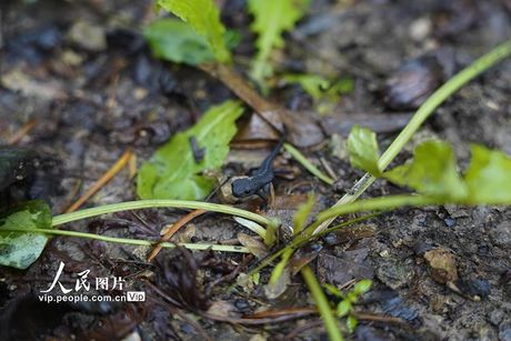 探索叠层石：地球生命的古老印记与科学新发现
