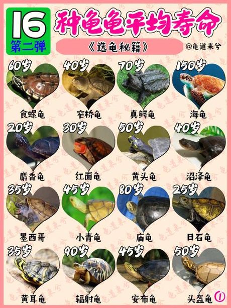 揭秘乌龟的年龄之谜
