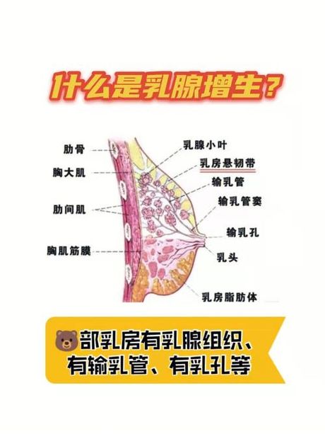 乳腺增生的原因