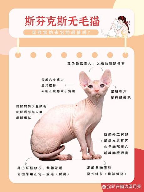 无毛猫多少钱一只，无毛猫价格信息