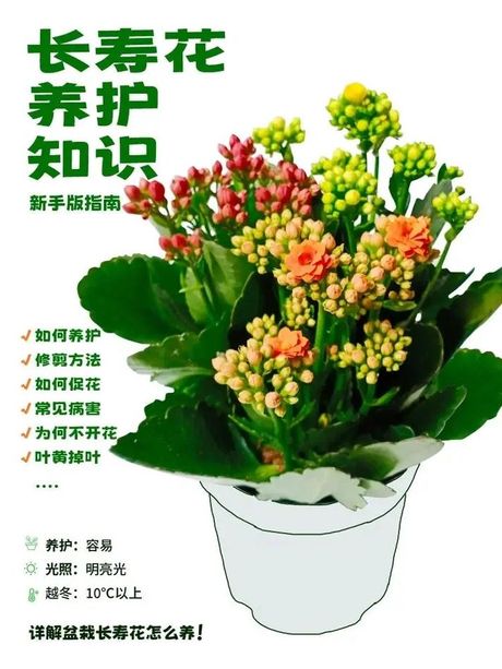 盆栽养护指南