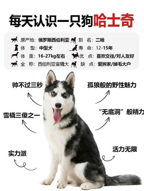 哈士奇多少钱一只