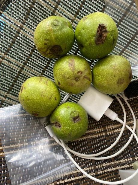 核桃皮汁液怎么洗掉