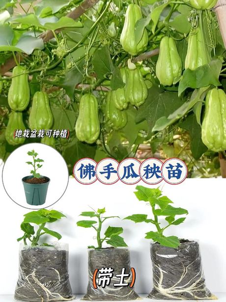 佛手瓜的种植方法
