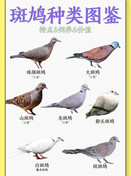 野生斑鸠的价值与保护