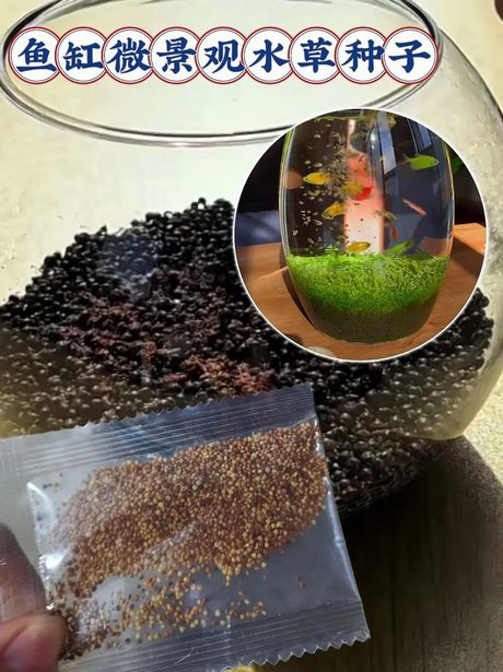 水草种子种植方法