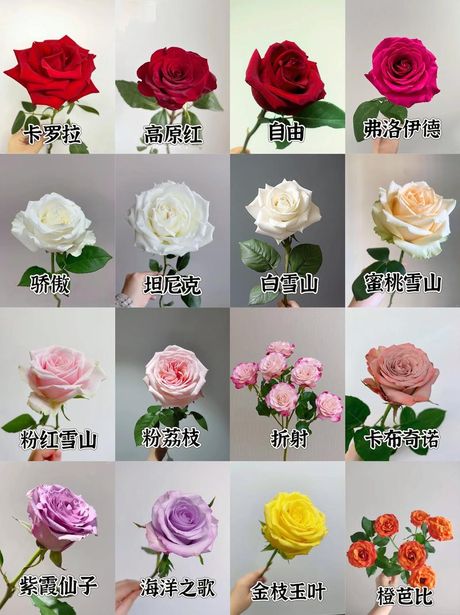玫瑰花瓣可以做什么，玫瑰花瓣的多样用途