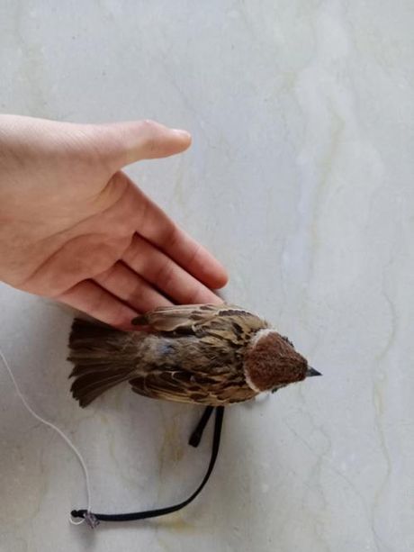 麻雀为什么养不活