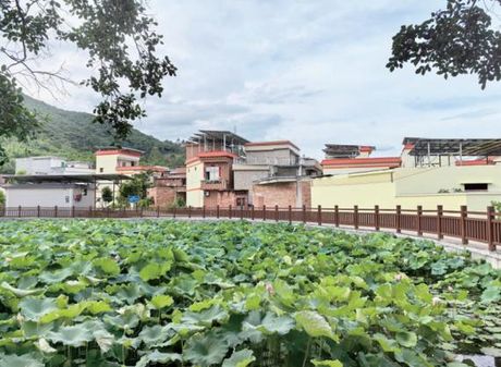 禄步镇：传统与现代的融合与发展