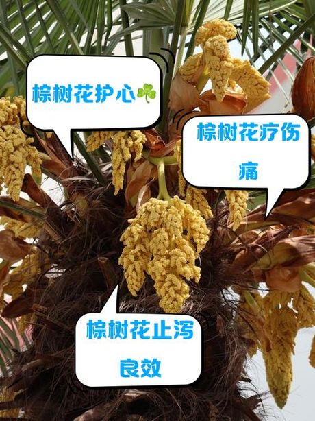 棕榈花怎么吃，棕榈花的食用方法