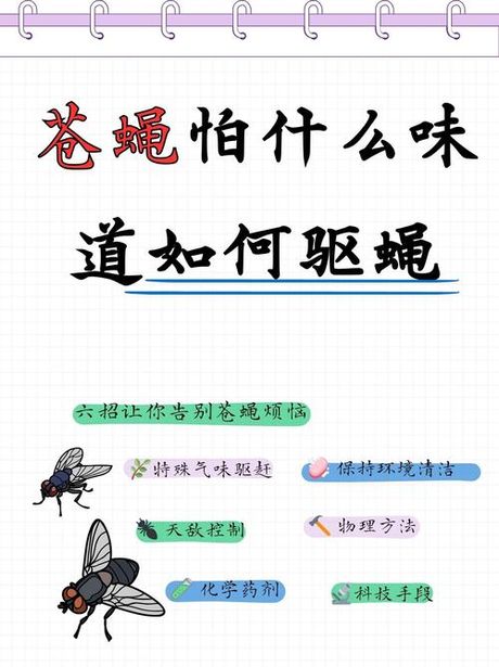 苍蝇为什么喜欢往人身上飞