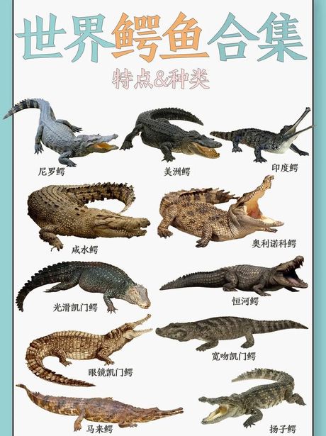 鳄鱼怎么养：揭秘鳄鱼饲养的科学与艺术