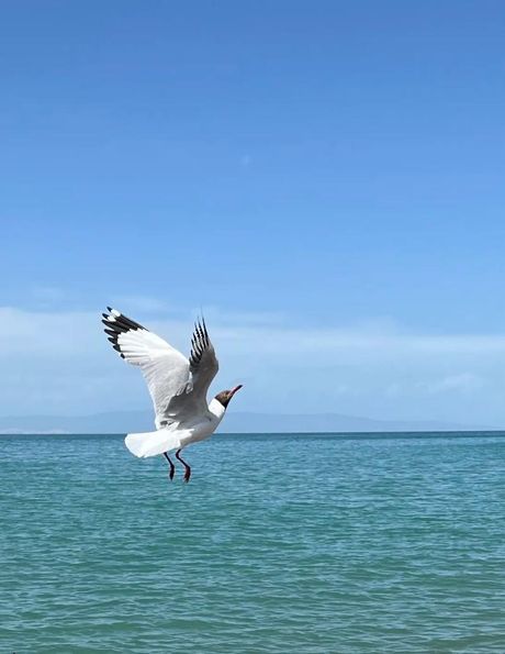 环青海湖：探索中国最大咸水湖的周长