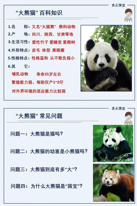 大熊猫：中国国宝的秘密