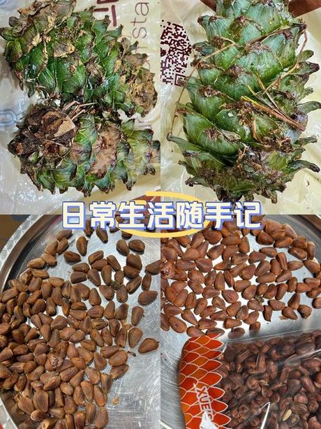松塔怎么吃，松塔的多种食用方法