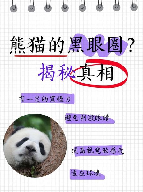 大熊猫为什么有黑眼圈