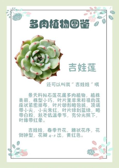 多肉吉娃娃怎么养，多肉植物吉娃娃的养护方法