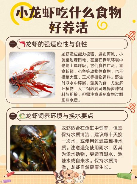 买了小龙虾在家怎么养，在家养殖小龙虾的实用指南
