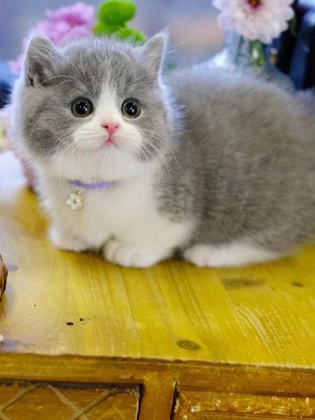 曼赤肯猫：价格与特点