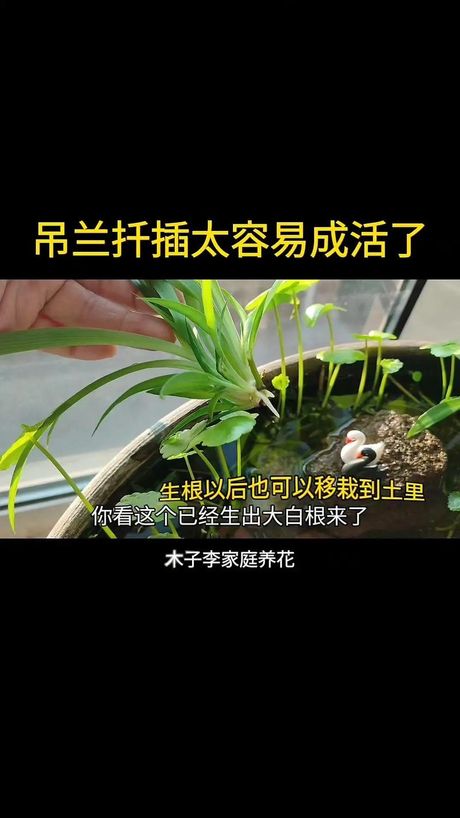 吊兰花的养护方法
