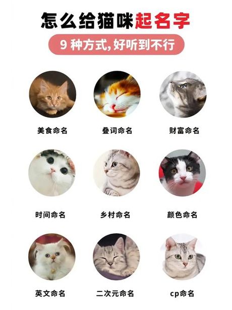 猫英语怎么读音发音，猫的英文发音指南