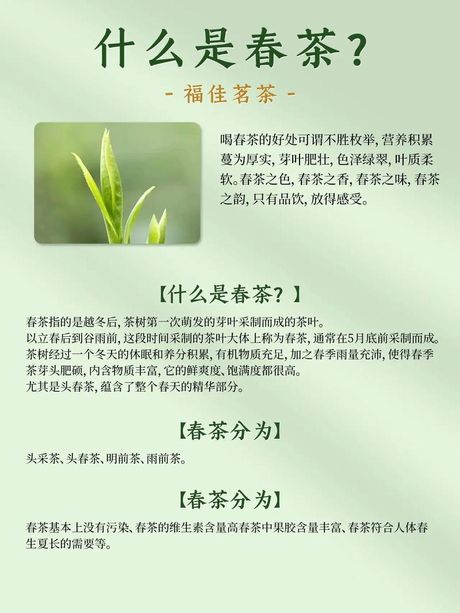 新茶的秘密：了解春茶的的魅力