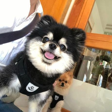 网络用语“吸吸”是什么意思？