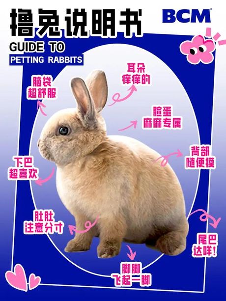 兔子的英语怎么读，兔子的英语发音指南