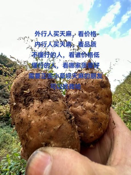 天麻的价格之谜