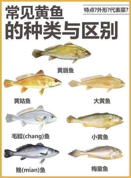 黄瓜鱼的价格与特点