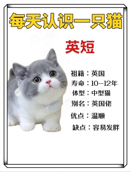 英国短毛猫多少钱一只，英国短毛猫价格