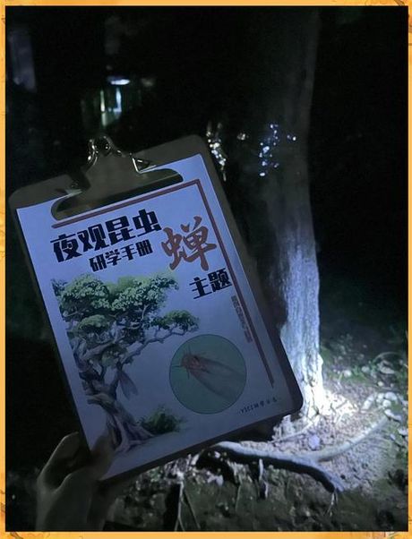 夏季夜幕下的探险：捕捉知了猴全攻略