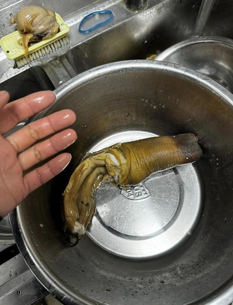 冰冻过的象拔蚌怎么吃，冰冻象拔蚌烹饪指南
