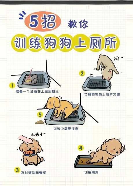 训练泰迪大小便：耐心与方法的结合