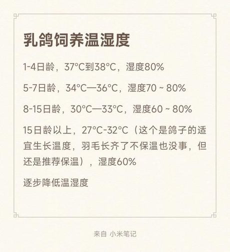 小鸽子的喂养指南