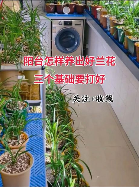 兰草的养殖方法