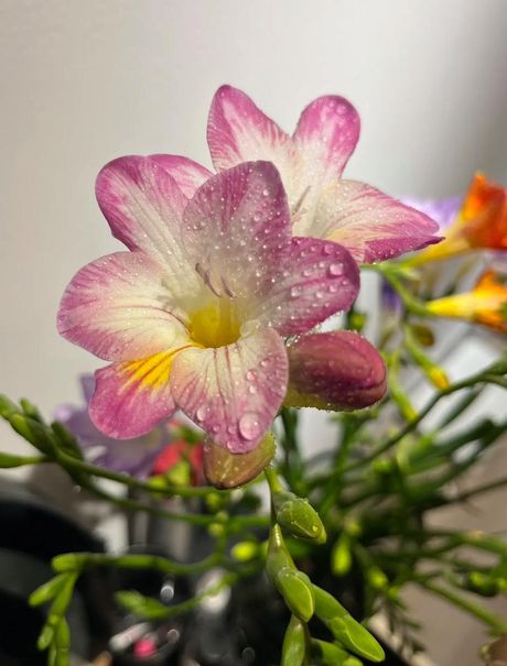 小白花：小苍兰的种植与养护