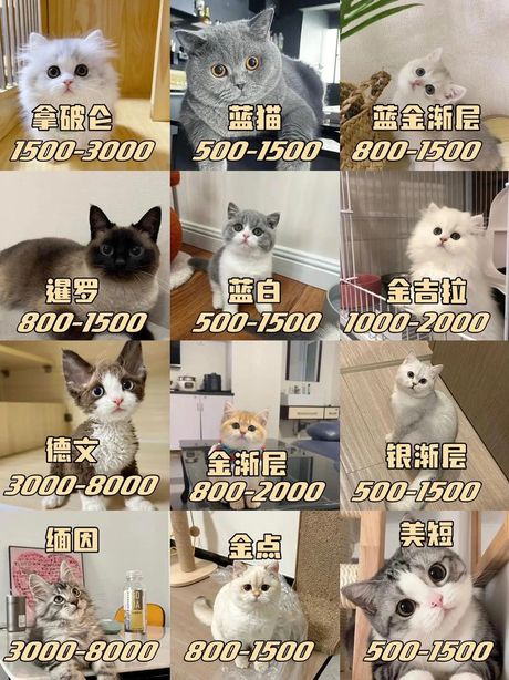 普通小猫的价格揭秘