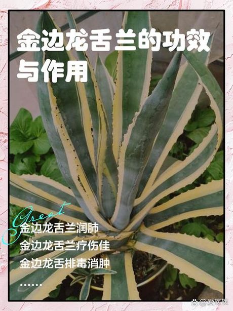龙舌兰的养殖方法