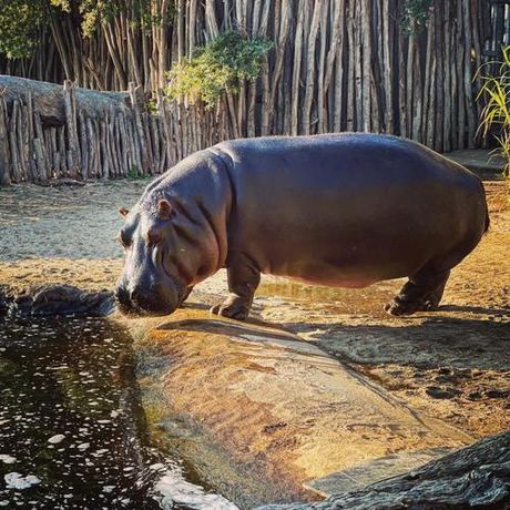 探索“Hippo”的含义