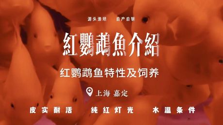 红鹦鹉鱼的饲养指南