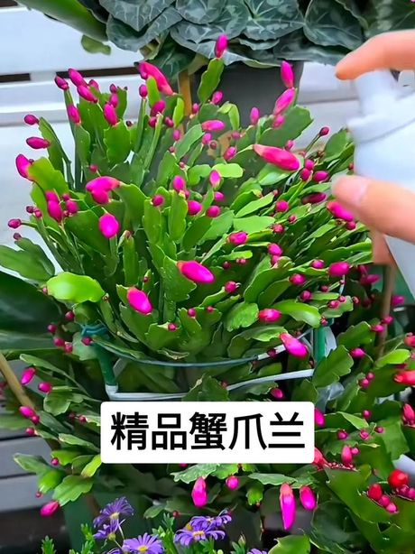 蟹爪莲花的养殖方法