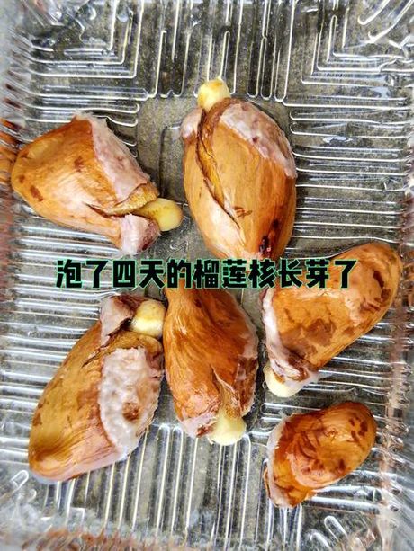 榴莲核种植全攻略