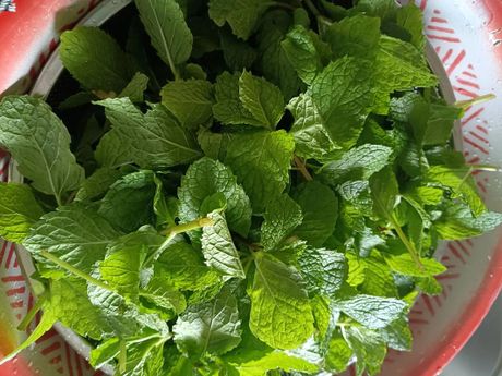 薄荷茶的制作方法