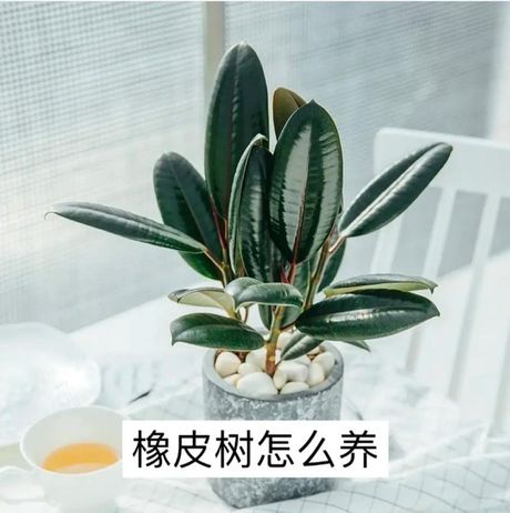 橡皮树的修剪方法