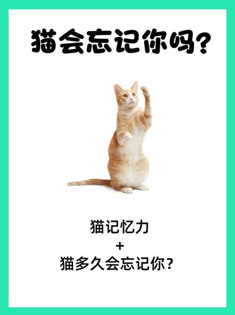 猫对主人的记忆有多久？