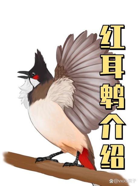 鹎的读法